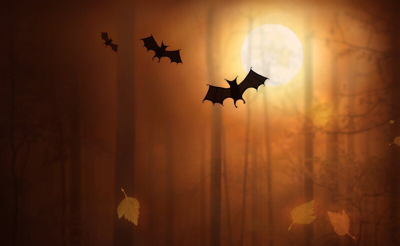 Bats Flying in Forest