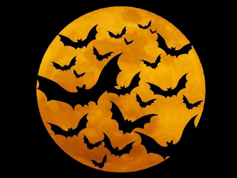 Bats Flying in Moon