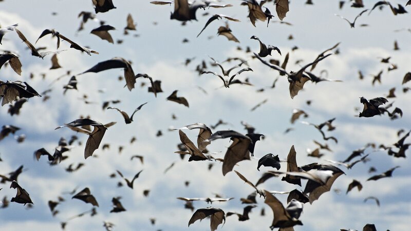 Bats Flying in Sky — Gray, Dynamic
