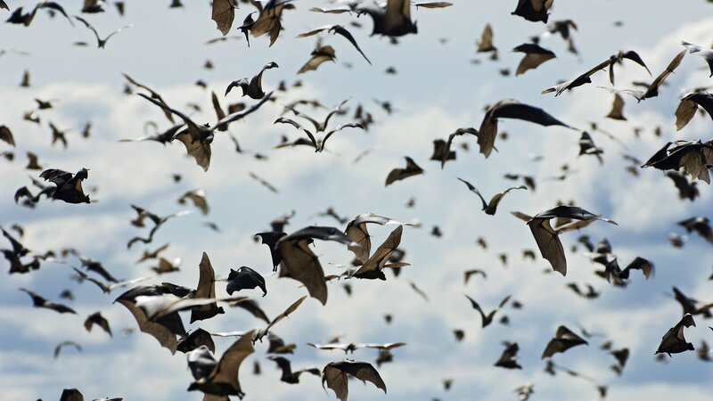 Bats Flying in Sky — Gray