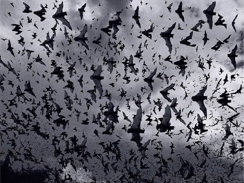 Bats Flying in Sky