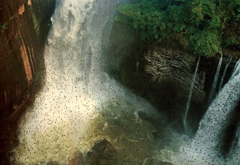 Bats Flying Near Waterfall