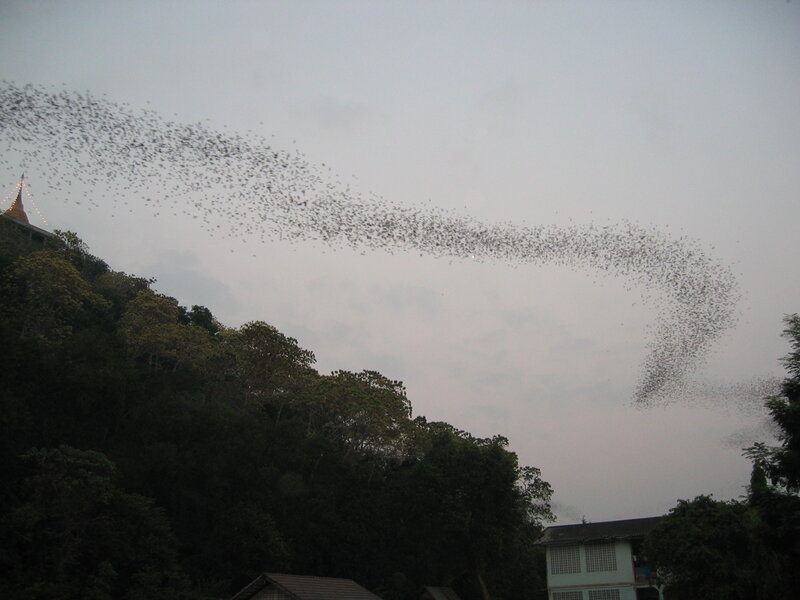 Bats flying over a temple