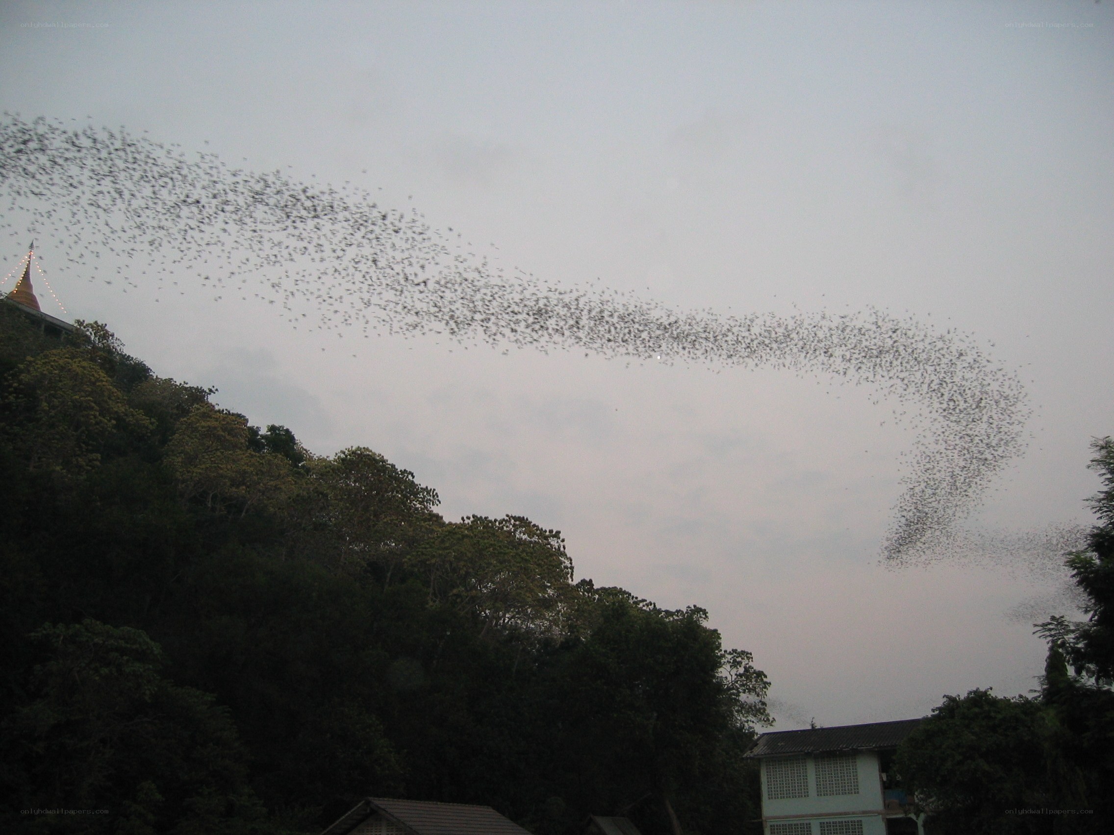 Bats flying over a temple