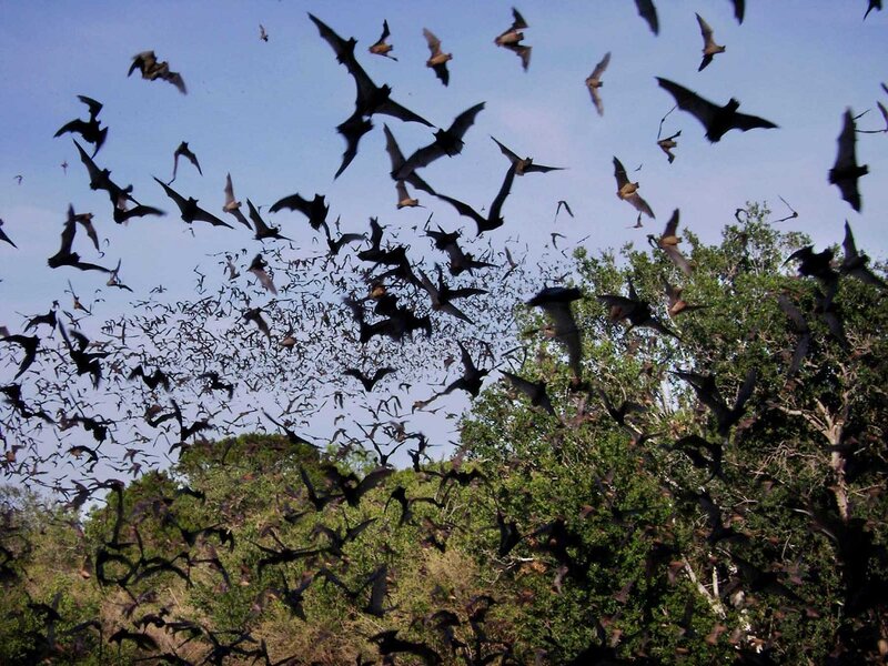 Bats Flying over Trees