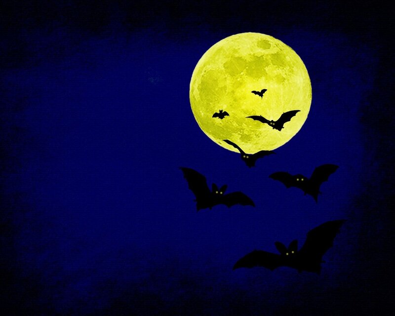 bats flying under full moon