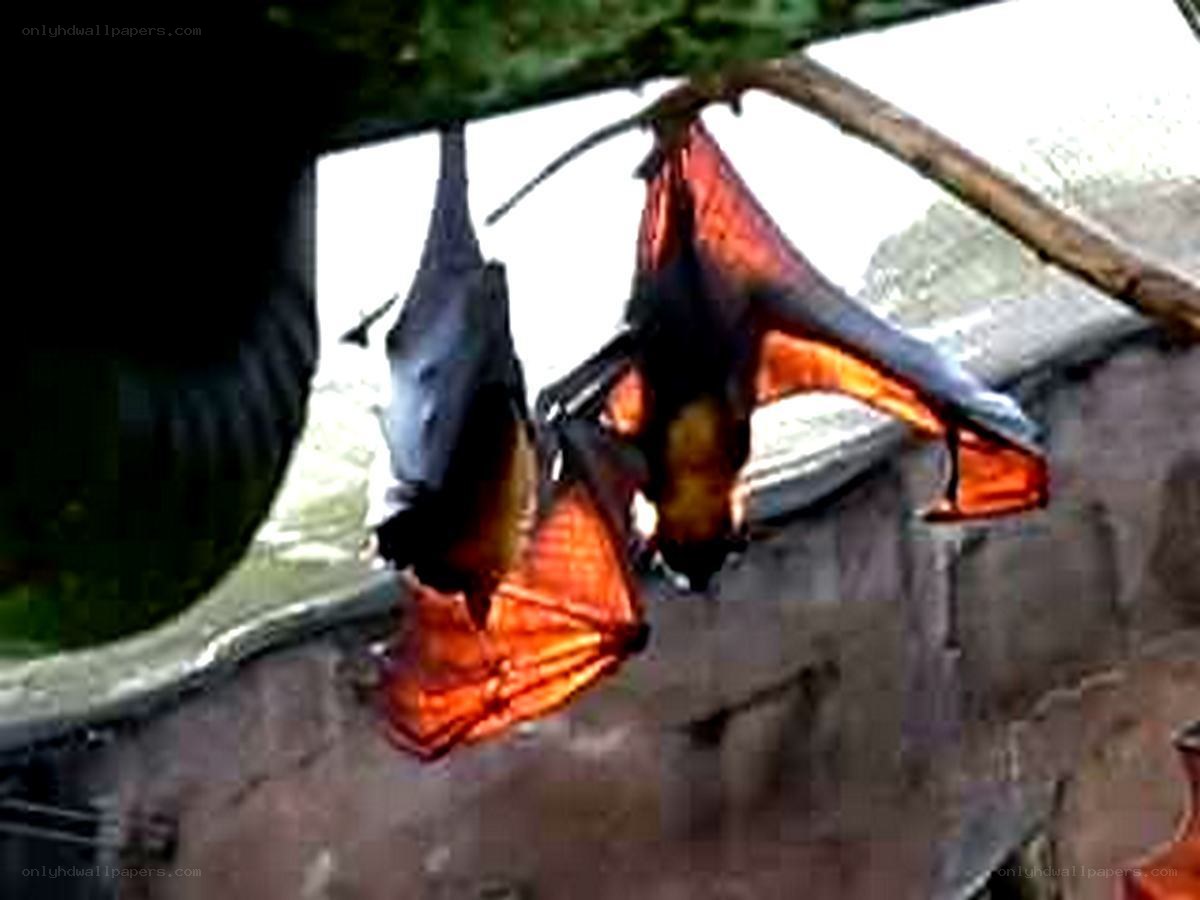 bats hanging from a branch