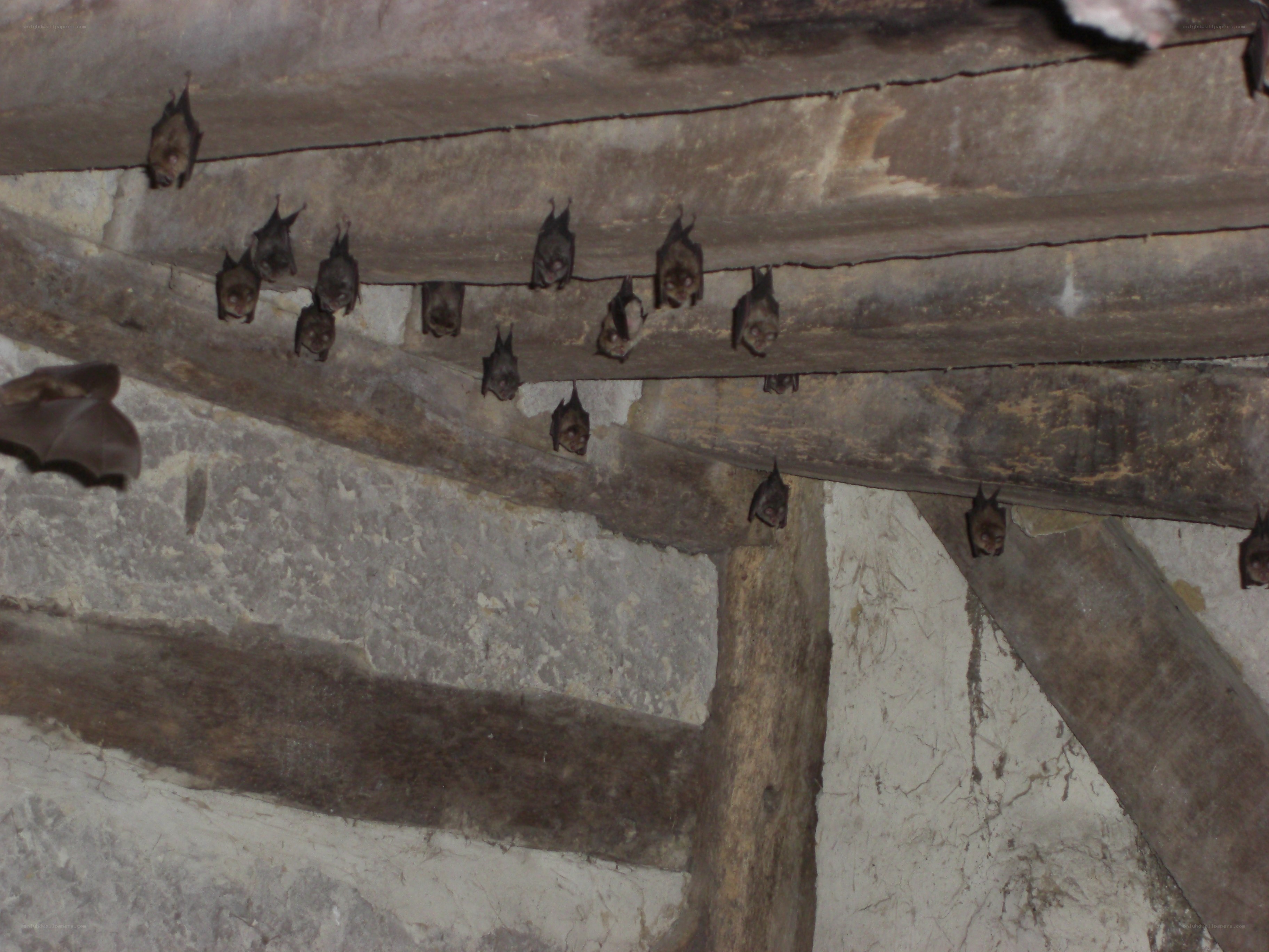 bats hanging from a ceiling