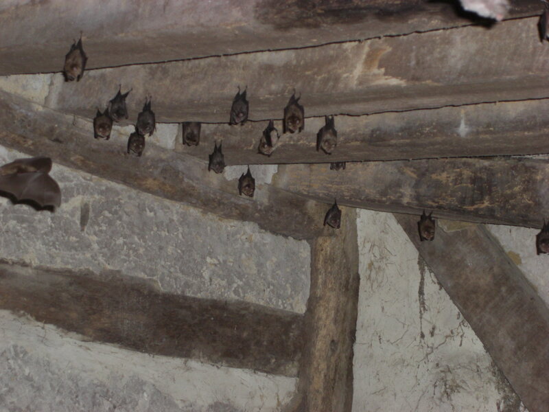 Bats Hanging from Beams