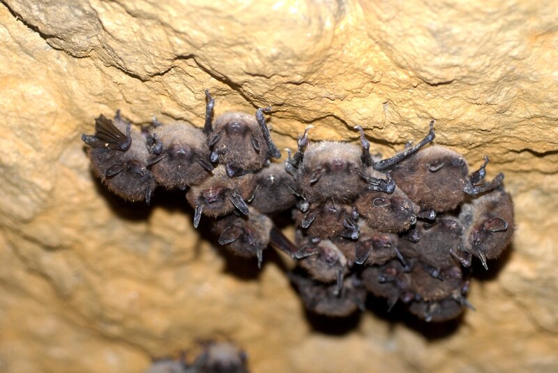 Bats Hanging from Cave Ceiling