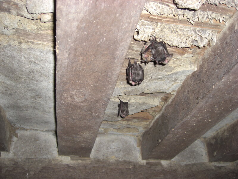 Bats Hanging from Ceiling