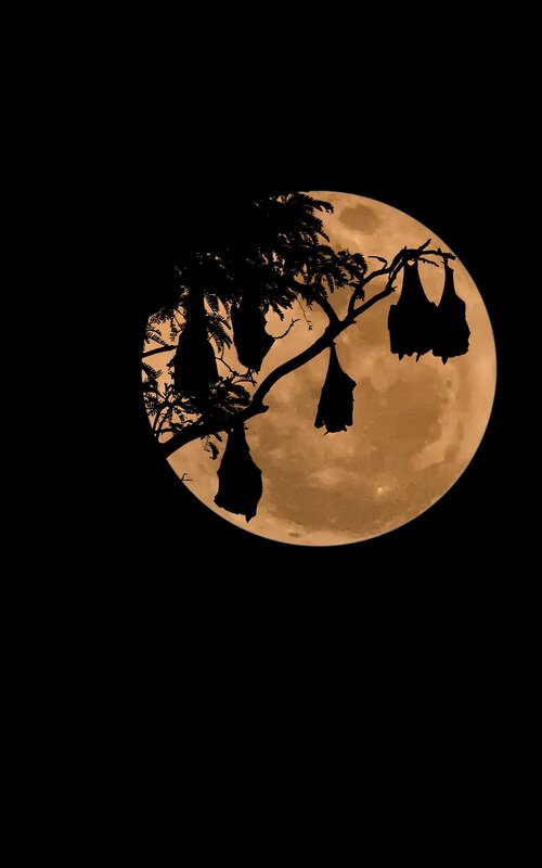 Bats Hanging from Tree — Black