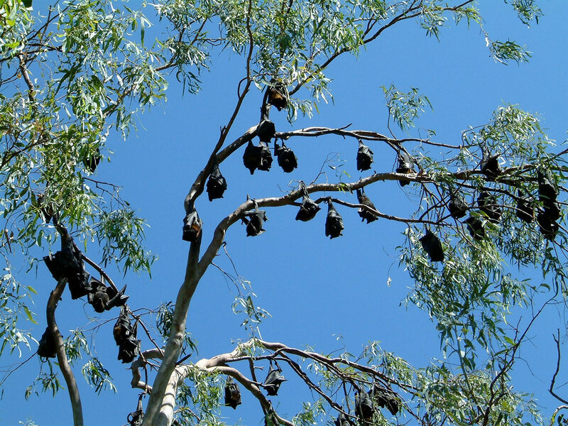 Bats Hanging from Tree — Blue