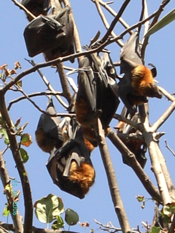 Bats Hanging from Tree — Brown