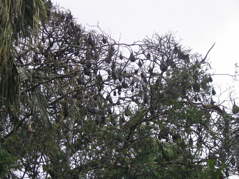 Bats Hanging from Tree — Green