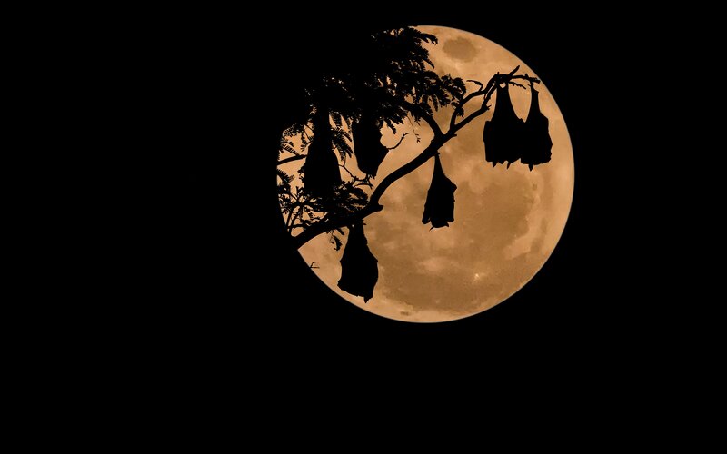 Bats Hanging from Tree
