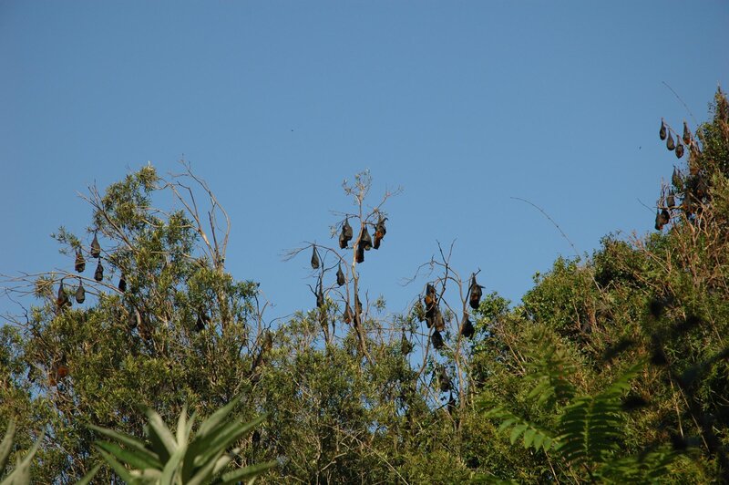 Bats Hanging from Trees
