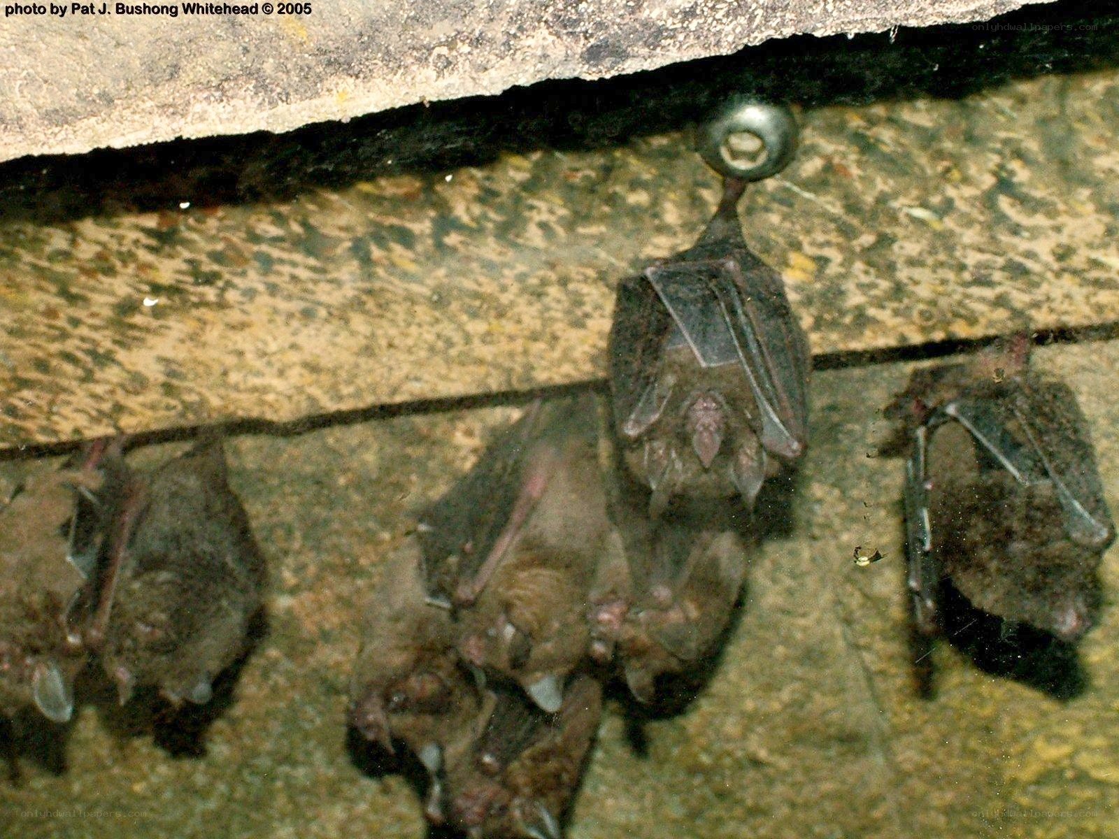 bats hanging in a cave