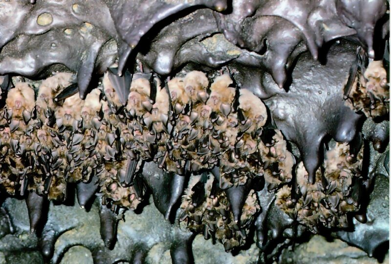 Bats hanging in a cave