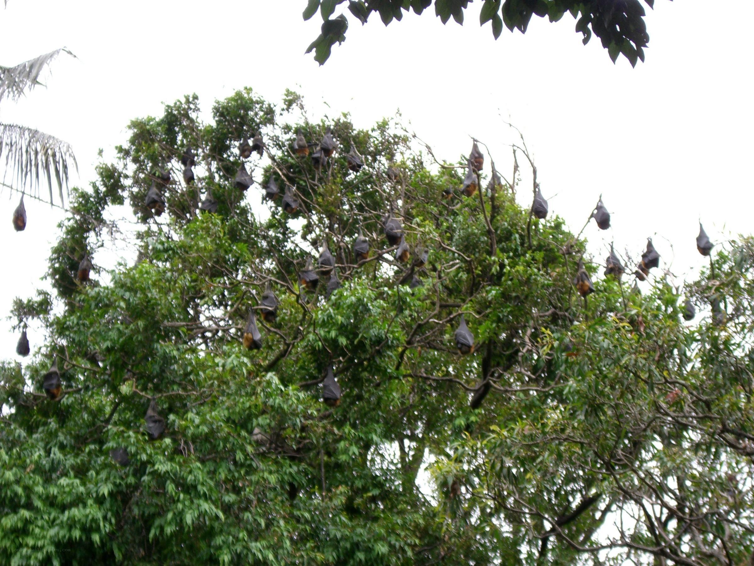 bats hanging in a tree