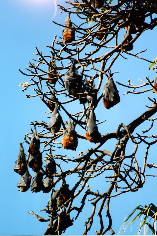 bats hanging in a tree