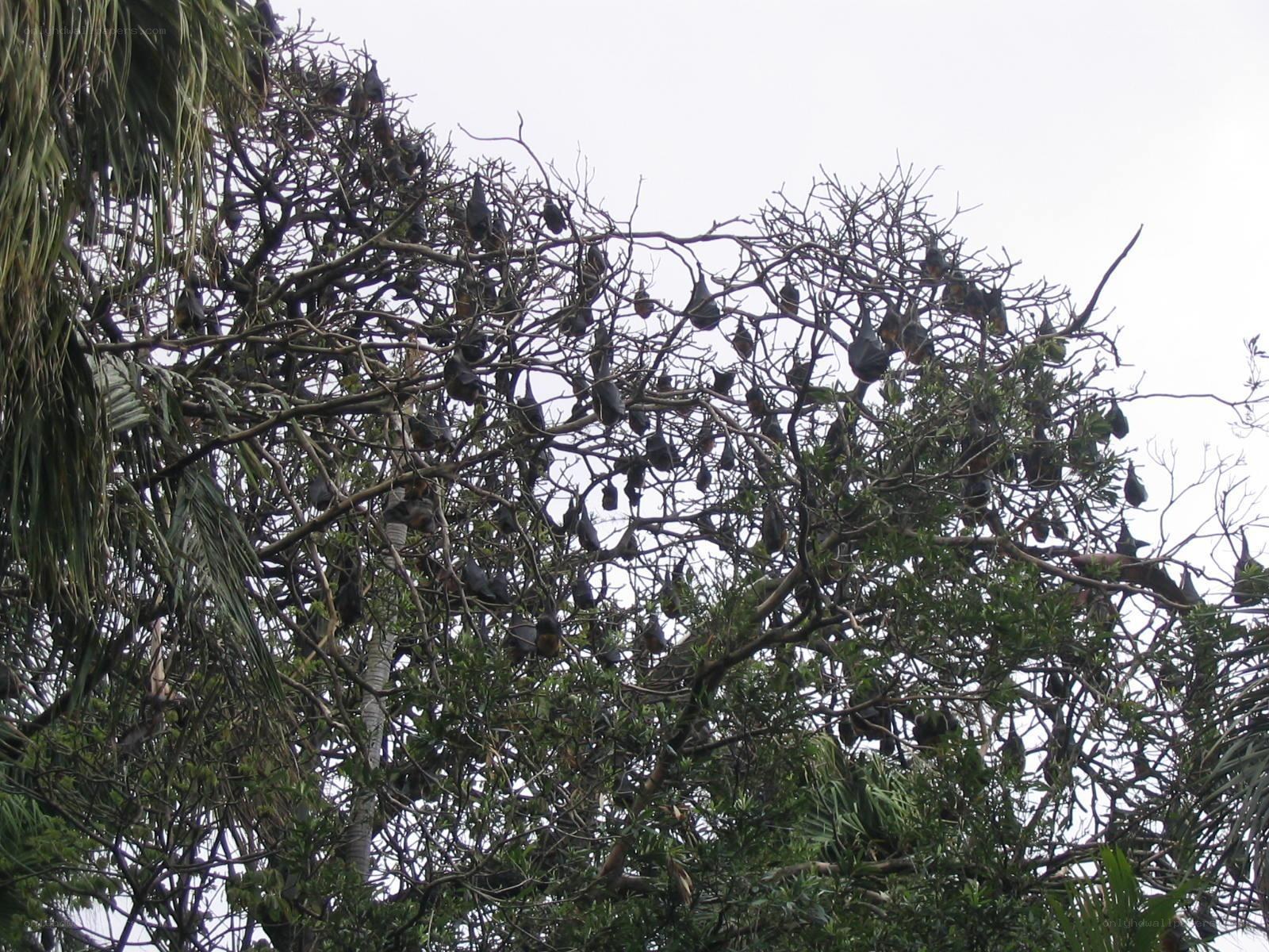 bats hanging in a tree