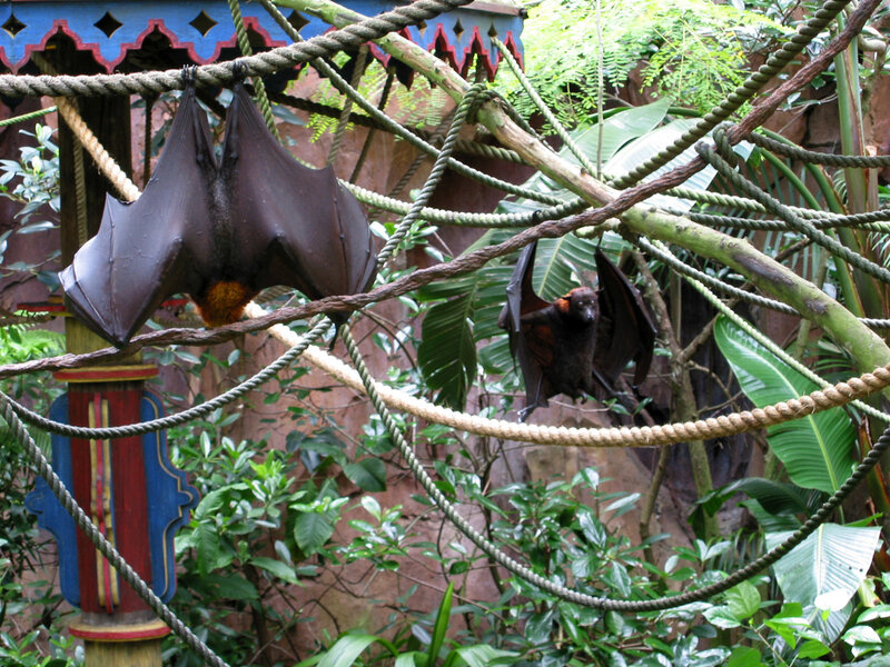 Bats hanging in a tropical enclosure