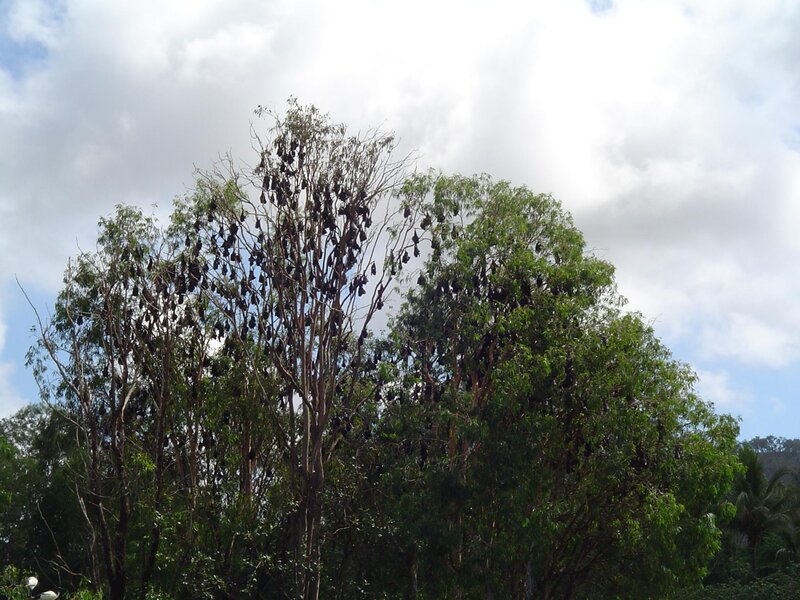 Bats hanging in trees