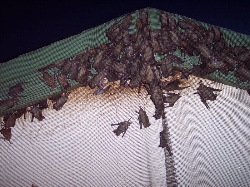 Bats hanging on a net