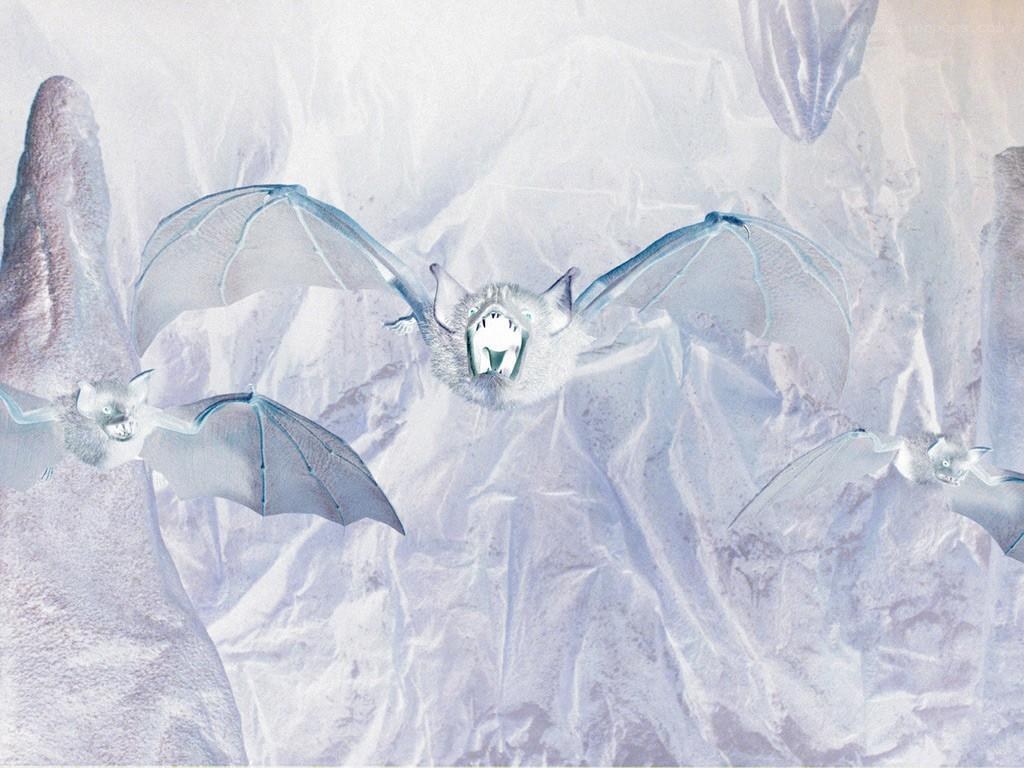 Bats in a cave