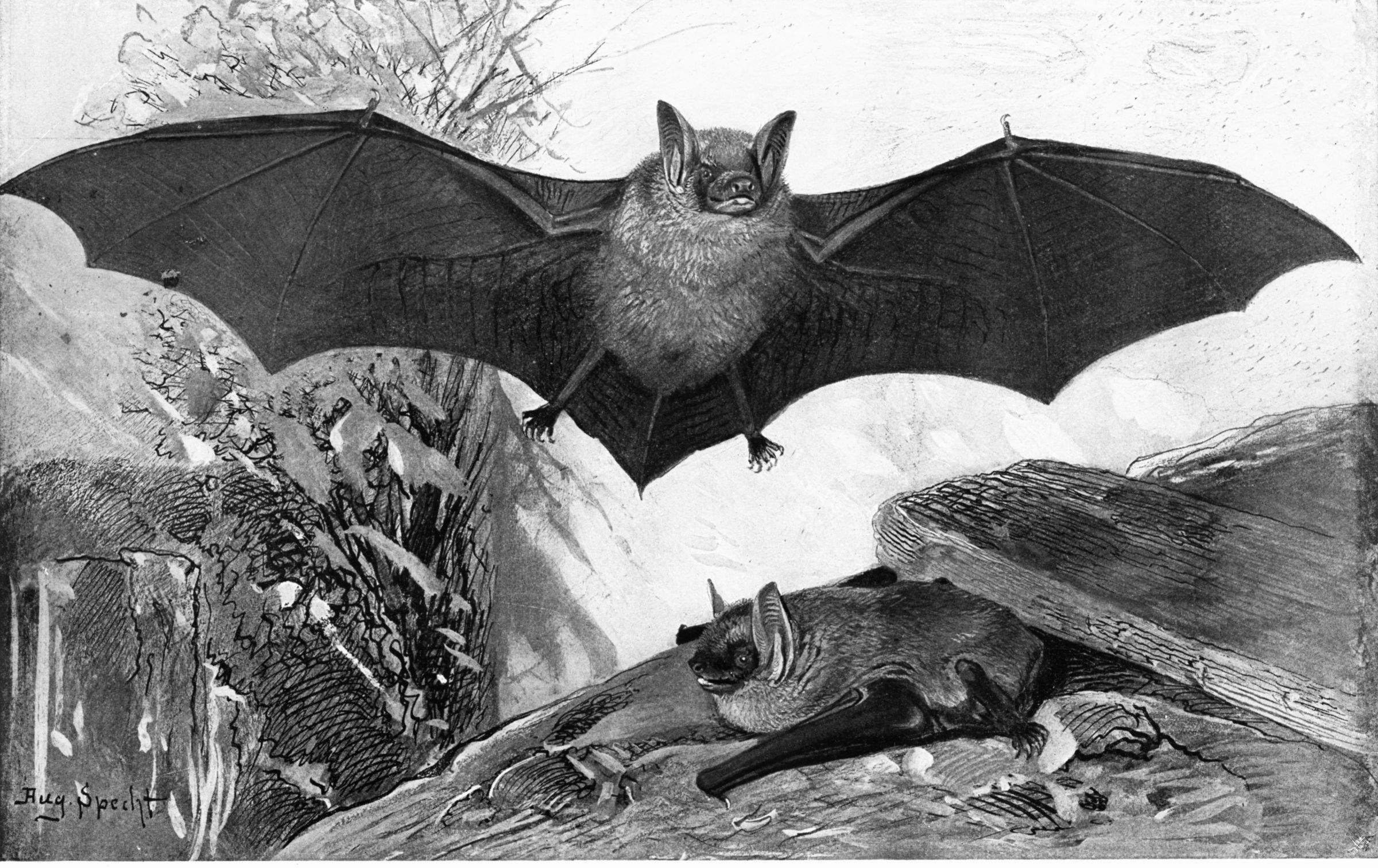 Bats in a cave illustration