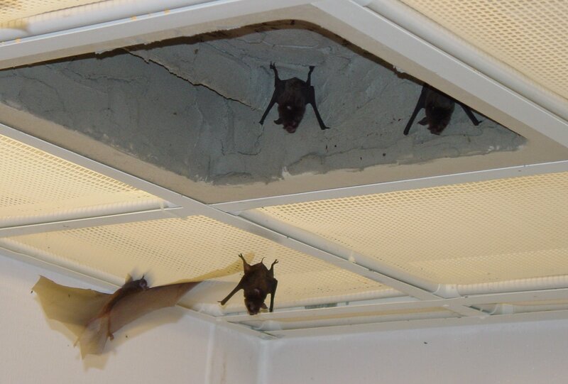 Bats in a ceiling