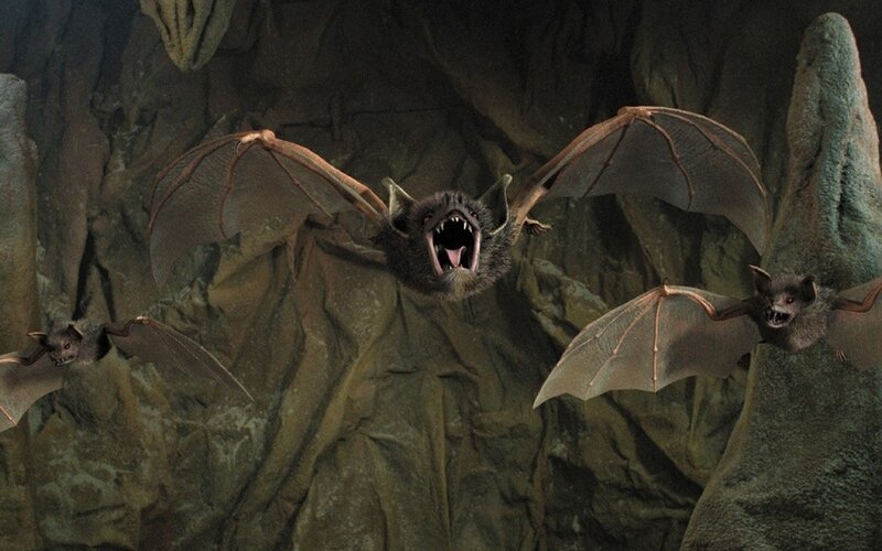 bats in a dark cave