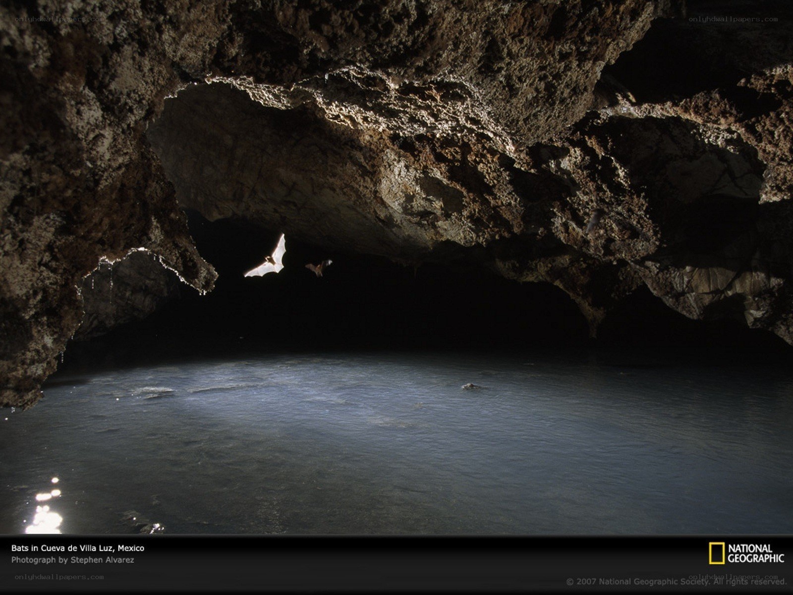 Bats in a Mexican cave
