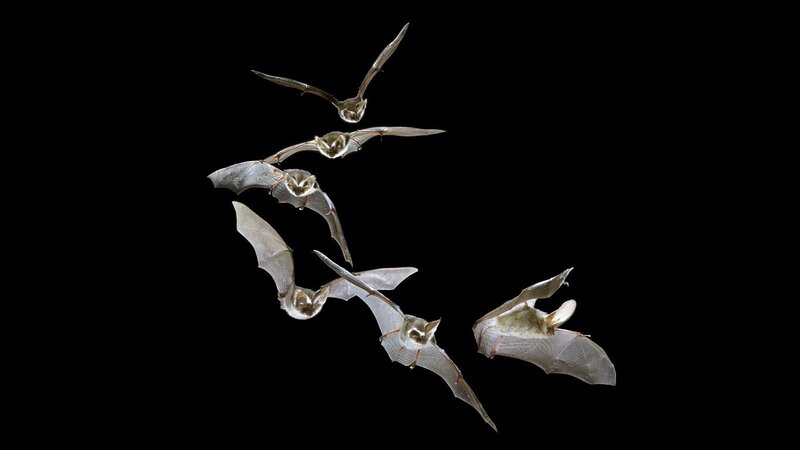 bats in flight