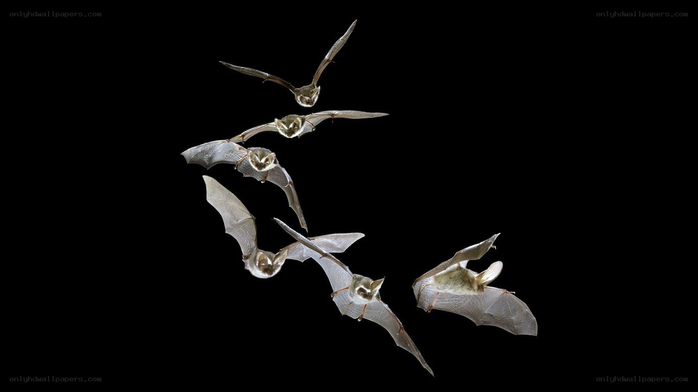 bats in flight