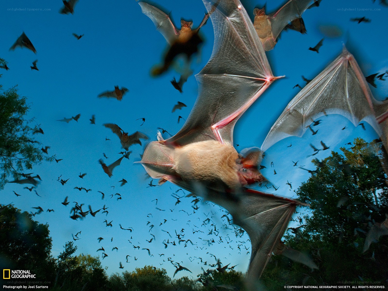 Bats in flight at dusk