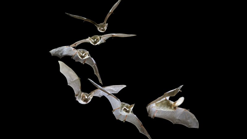 Bats in Flight — Black, Dramatic