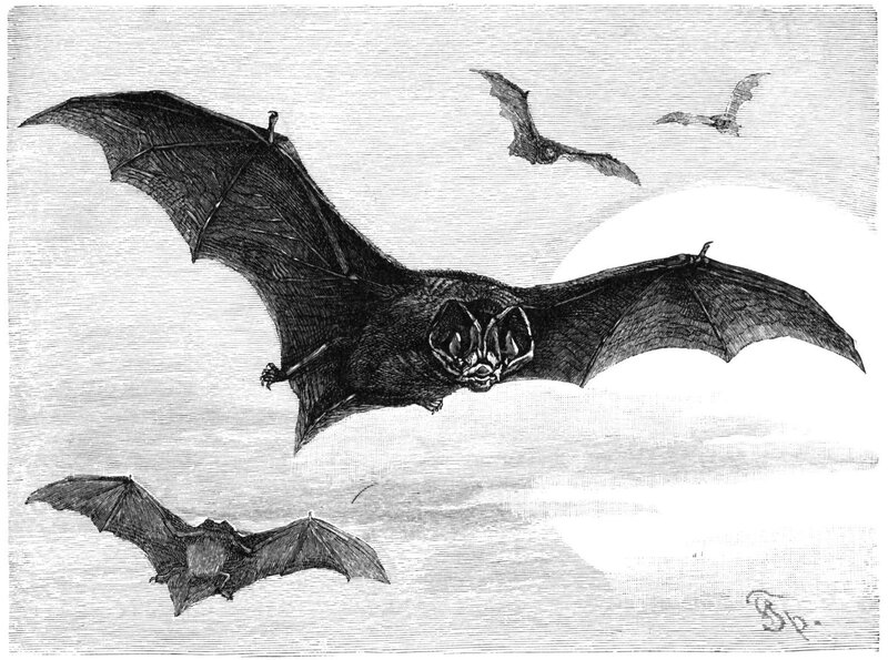 bats in flight illustration