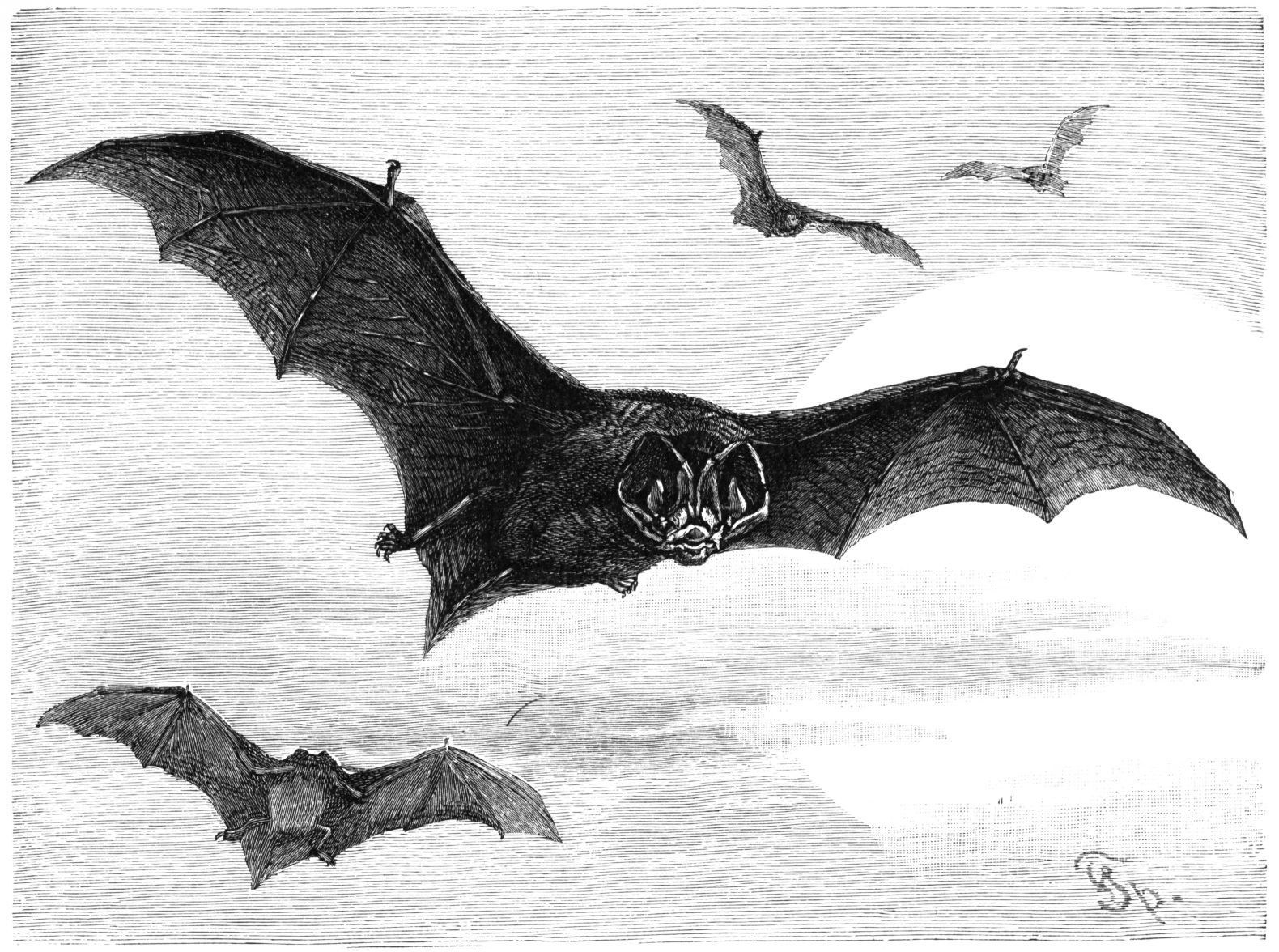 bats in flight illustration