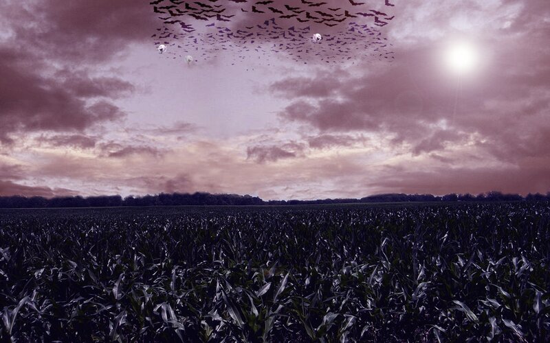 Bats over a cornfield at dusk