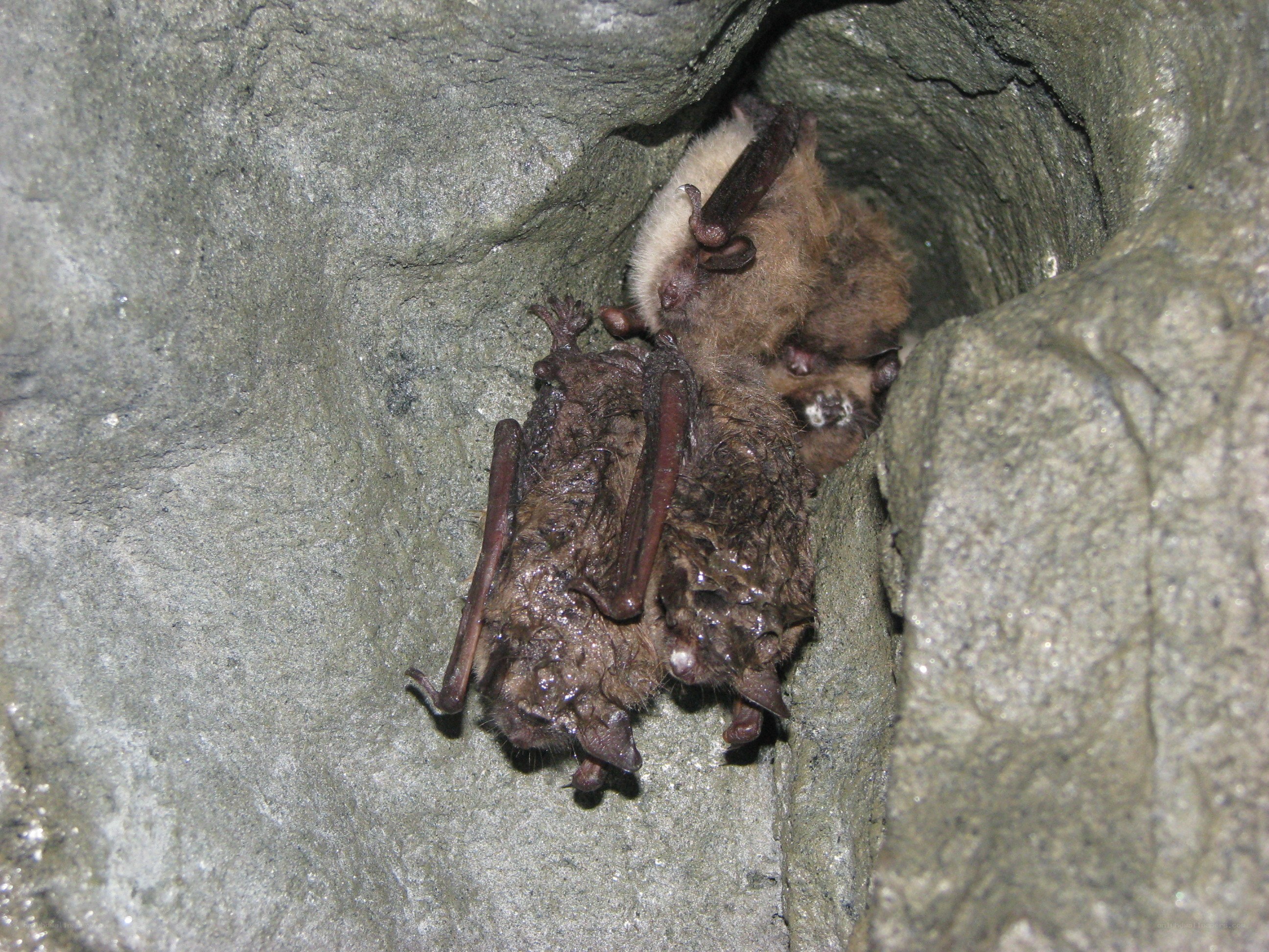 bats roosting in a cave