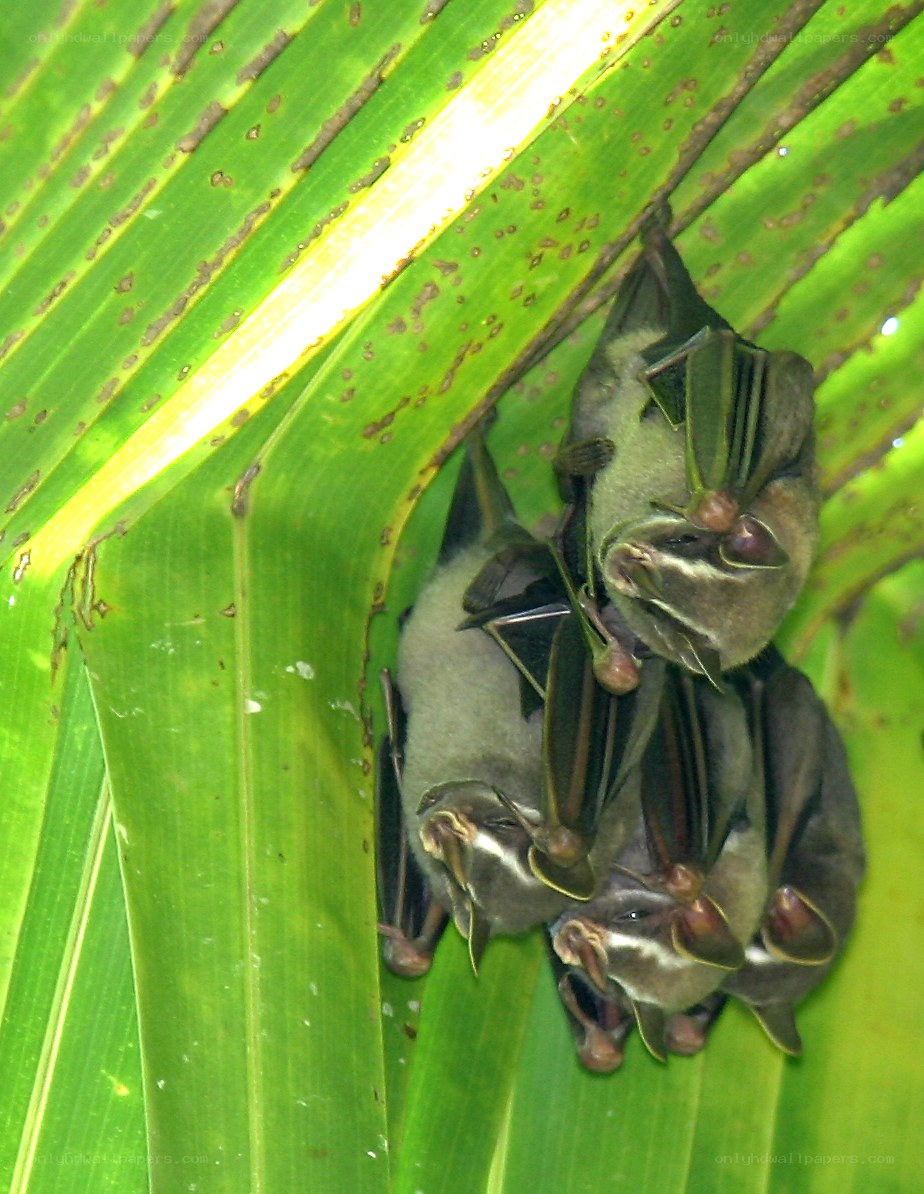 bats roosting on a leaf