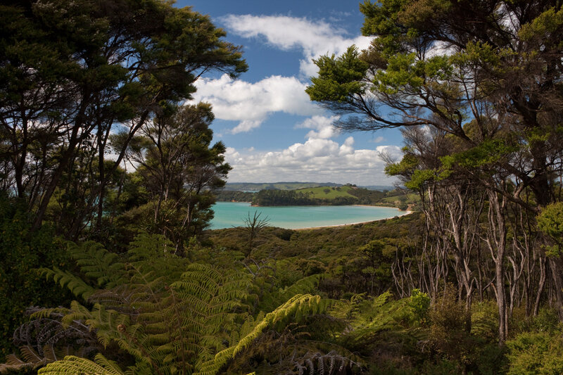 Bay Viewed Through Forest