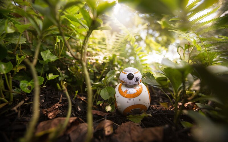 BB-8 Droid in Foliage