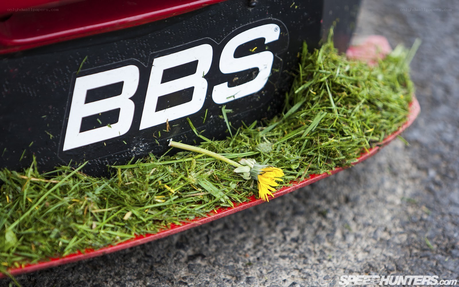 BBS logo with grass and dandelion