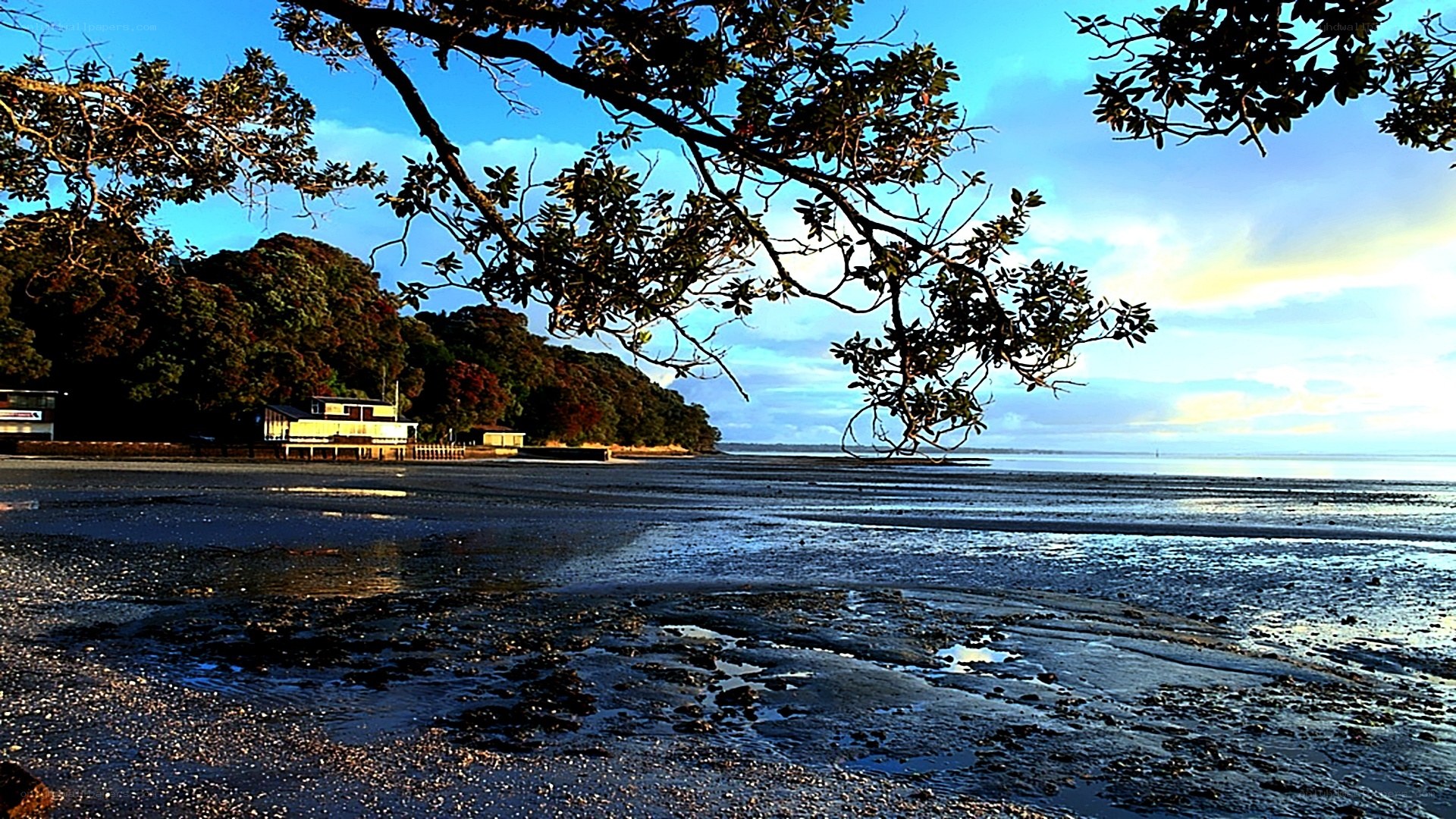 beach at low tide with trees