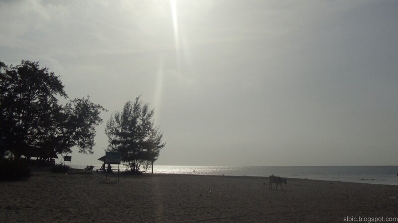 beach at sunrise with cow