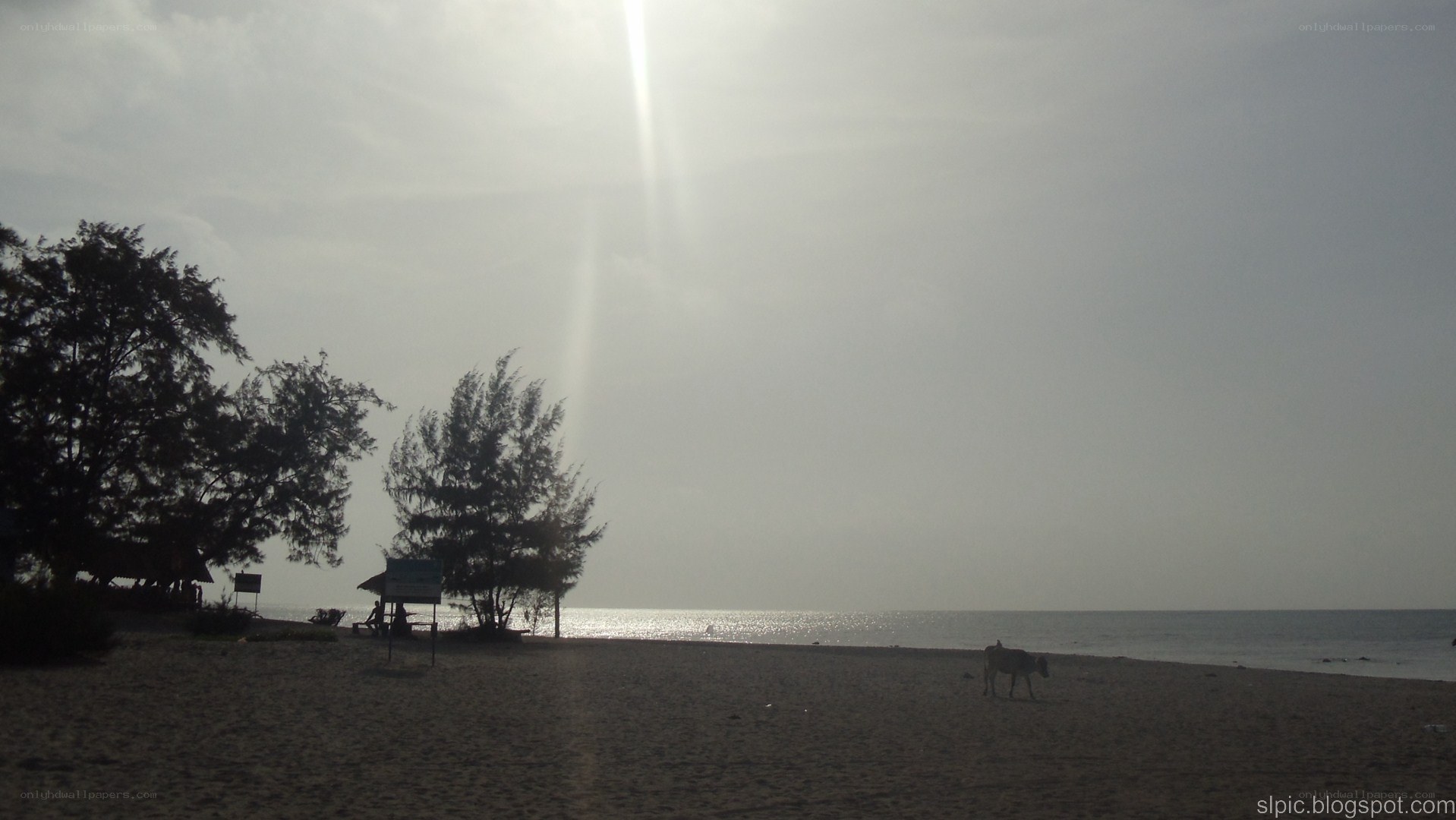 beach at sunrise with cow