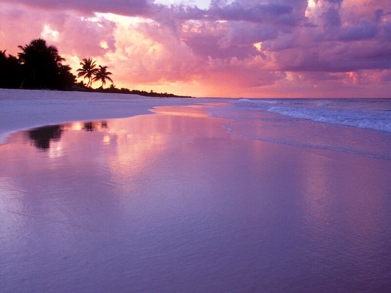 Beach at Sunset — Purple, Serene, Photograph, Palm Trees